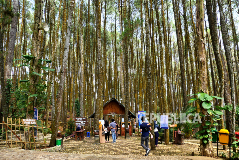 Hutan lindung (ilustrasi)