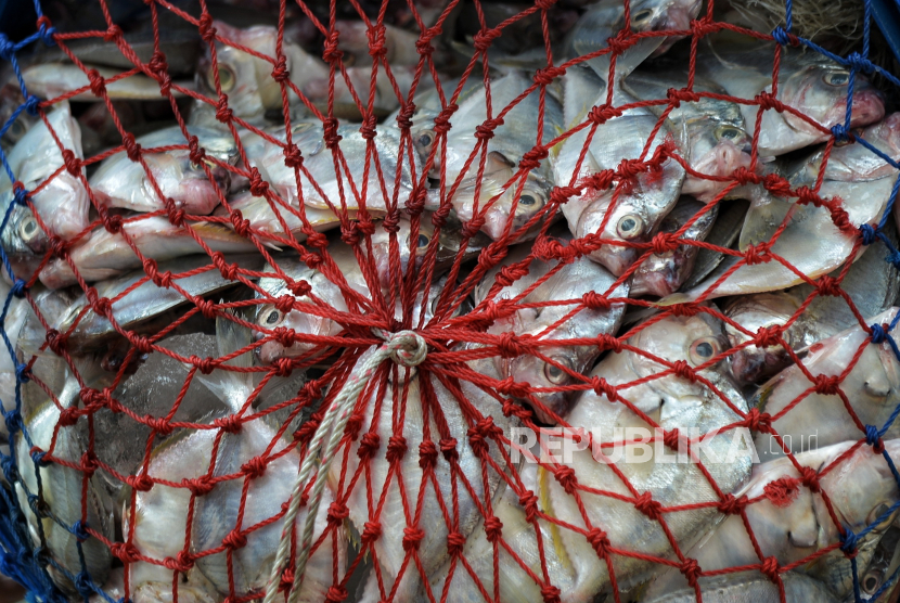 Tumpukan ikan hasil tangkapan sebelum dijual di Tempat Pelelangan Ikan (TPI) Kalibaru, Cilincing, Jakarta Utara, Kamis (9/5/2024).
