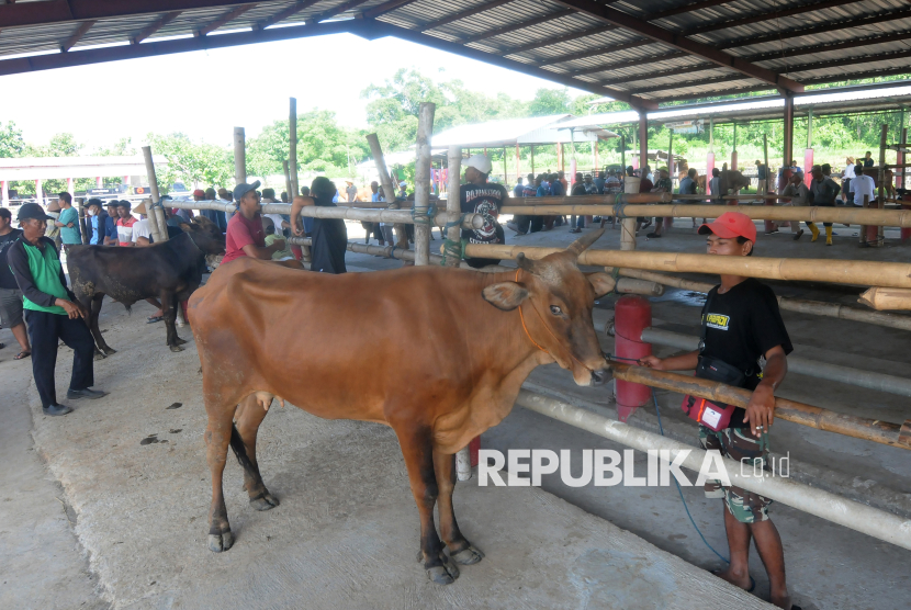 Pedagang membawa hewan ternak sapinya yang akan dijual di Pasar Sapi Kalioso, Nogosari, Boyolali, Jawa Tengah, Selasa (7/1/2025). Aktivitas jual beli hewan ternak sapi di pasar tersebut lengang atau turun akibat dampak virus penyakit mulut dan kuku (PMK) yang menyerang beberapa daerah. 