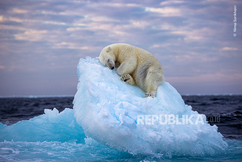 Setelah menghabiskan tiga hari mencari beruang kutub melalui kabut tebal di ujung utara kepulauan Svalbard Norwegia, Nima Sarikhami bertemu dengan dua beruang kutub jantan dan mengawasi mereka selama delapan jam. Tepat sebelum tengah malam, pemuda jantan itu memanjat ke atas gunung es kecil dan menggunakan cakarnya yang kuat, mencakar gunung es itu untuk membuat tempat tidur untuk dirinya sendiri sebelum tertidur.