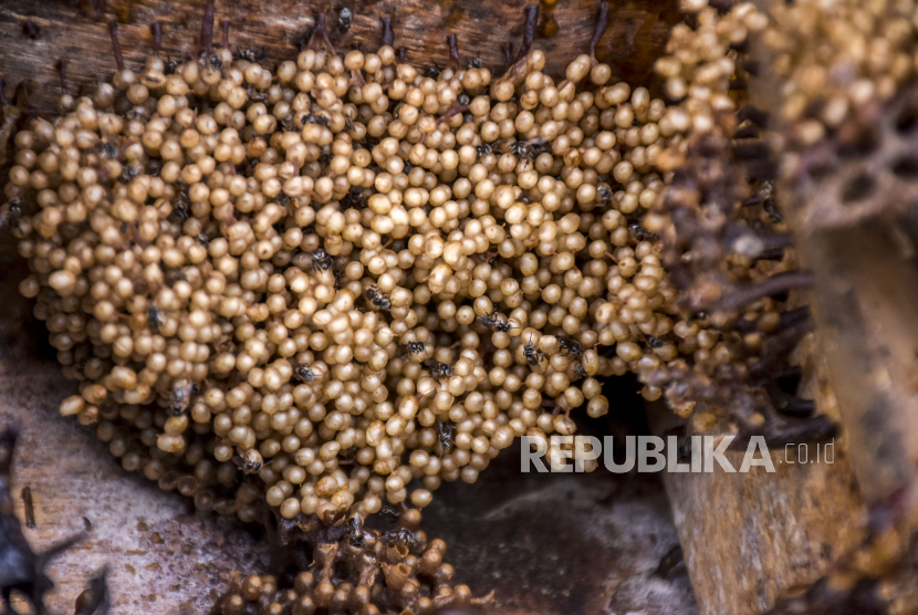 Koloni lebah trigona itama berada di dalam kandang di Taman Tamalago, Cibangkong, Kecamatan Batununggal, Kota Bandung, Selasa (20/9/2022). Ilmuwan Cile telah memperingatkan penurunan populasi lebah.