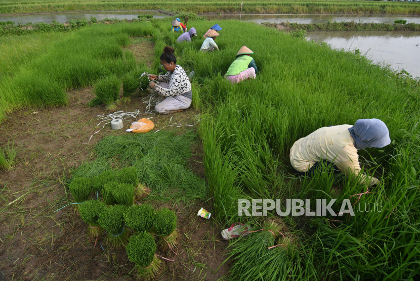 Sejumlah buruh tani mempersiapkan bibit padi untuk ditanam pada lahan pertanian di Desa Oloboju, Kabupaten Sigi, Sulawesi Tengah, Kamis (14/5). Kementerian Pertanian menggencarkan Gerakan Percepatan Tanam Padi di sejumlah daerah agar jadwal tanam tidak mundur. 