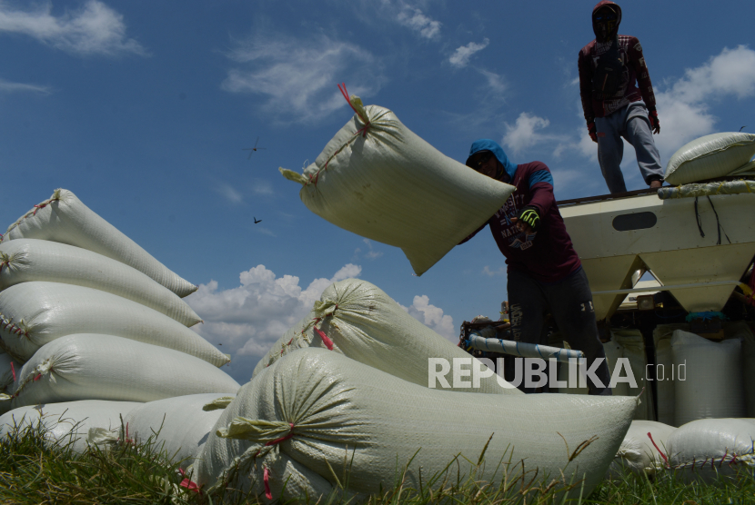 Pekerja memanen padi di Kota Madiun, Jawa Timur, Kamis (25/3). 