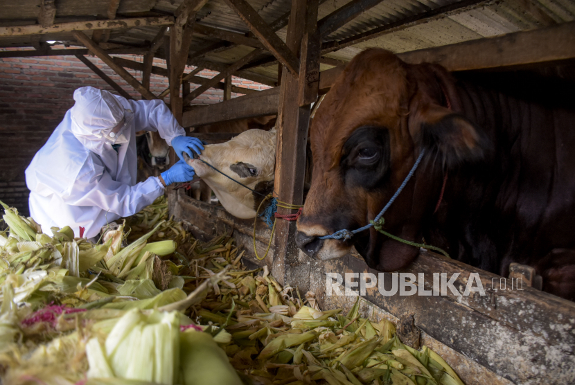 Petugas Dinas Ketahanan Pangan dan Pertanian (DKPP) Kota Bandung memeriksa kesehatan hewan sapi di salah satu lokasi penjulan hewan kurban di Sukahaji, Kecamatan Babakan Ciparay, Kota Bandung, Selasa (17/5/2022). Pemkot Bandung mengupayakan untuk vaksinasi hewan ternak untuk antisipasi PMK.