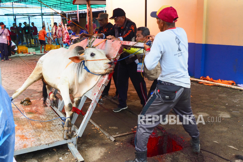 Jamaah Masjid Al Furqon Bandung menyembelih hewan kurban menggunakan mesin perebah sapi lingkungan masjid, Ahad (10/7/2022). Tahun ini warga menyembelih 13 ekor sapi dan 14 ekor kambing yang didistribusikan ke sekitar wilayah perumahan warga.