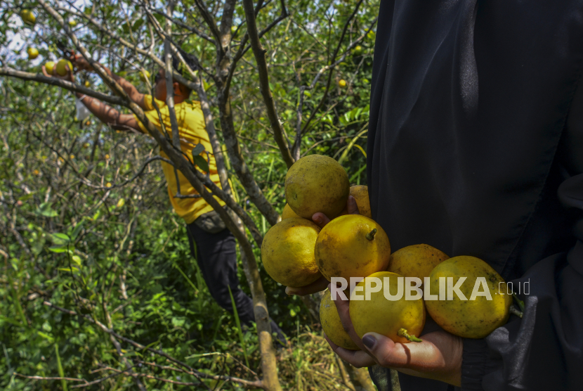 Petani memetik jeruk lemon. Sejumlah petani jeruk lemon di wilayah Lembang, Kabupaten Bandung Barat mengalami kerugian akibat harga barang yang anjlok. Selain itu banyak jeruk lemon yang mengalami kebusukan akibat tidak terserap pasar.