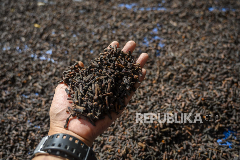Petani menjemur cengkih (Ilustrasi). Harga cengkih yang semula mencapai Rp 120 ribu per kilogram di Poso, Sulawesi Tengah, kini turun drastis menjadi Rp 58 ribu per kilogram.