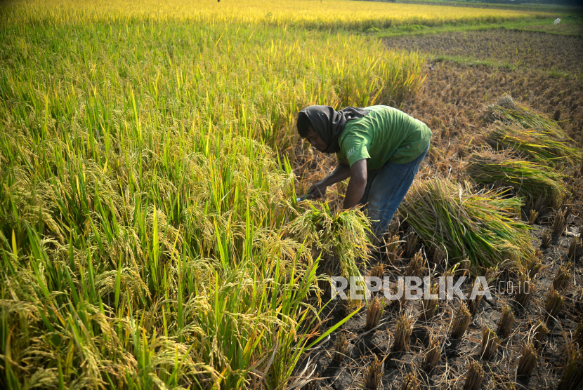 Petani memotong tanaman padi saat panen di Pundong, Bantul, Yogyakarta, Senin (9/10/2023). 
