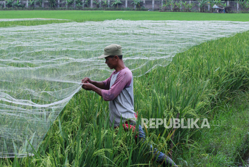 Petani memasang jaring untuk menutupi tanaman padi yang bulirnya mulai berisi di areal pesawahan, Selasa (15/3/2022). Petani di sejumlah daerah di Sulawesi Selatan berharap harga pembelian Perum Bulog dapat bersaing dengan harga pasar.