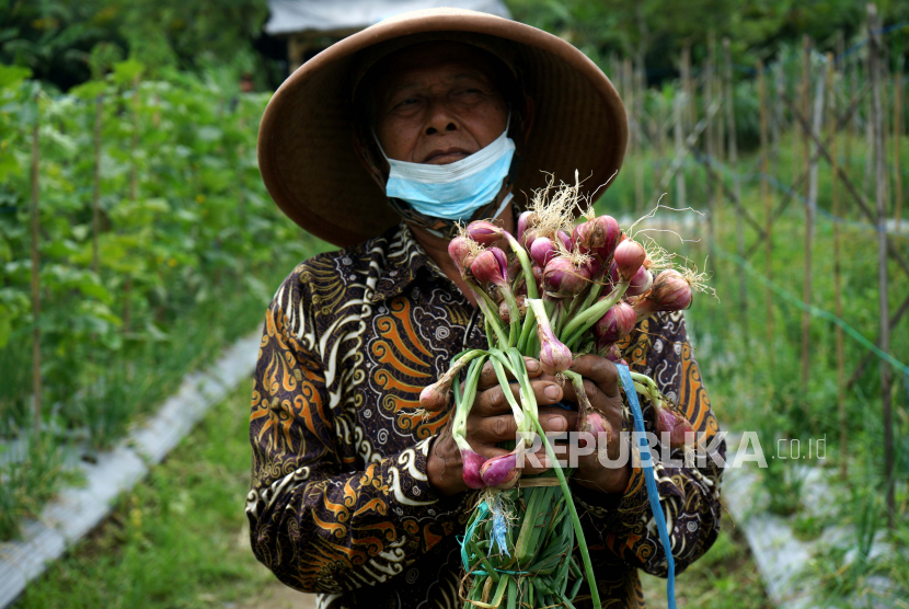 Bank Indonesia (BI) Perwakilan Surakarta mendorong optimalisasi budi daya bawang merah di Kabupaten Sragen. Ini dilakukan seiring dengan tingginya permintaan pasar terhadap komoditas pokok tersebut.