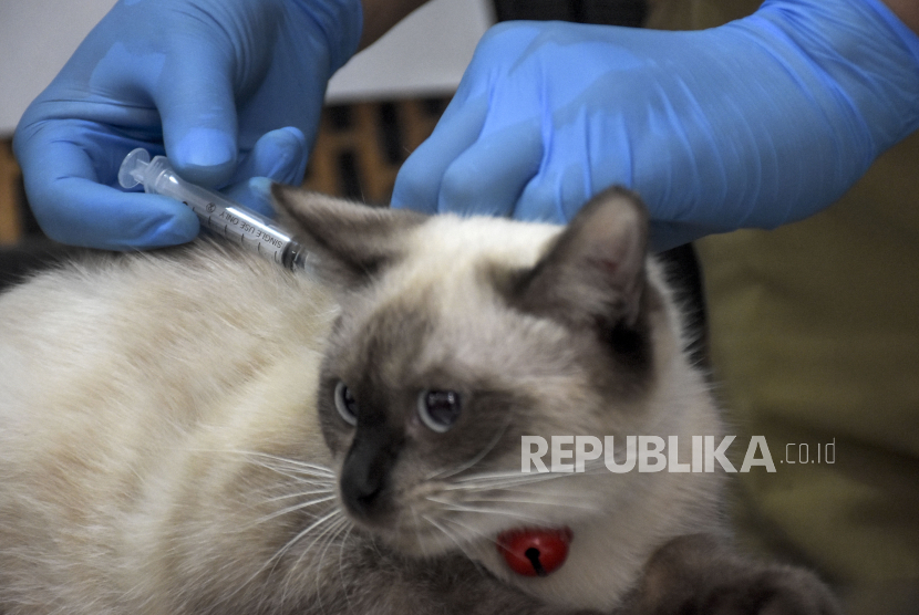 Dokter hewan menyuntikkan vaksin rabies ke seekor kucing.