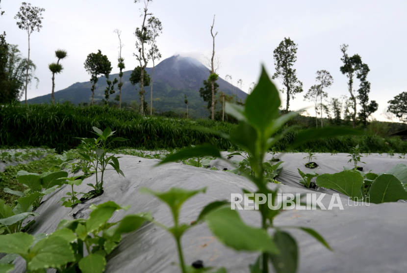 Gunung Merapi saat pagi terlihat dari Tligolele, Boyolali, Jawa Tengah, Senin (23/11).
