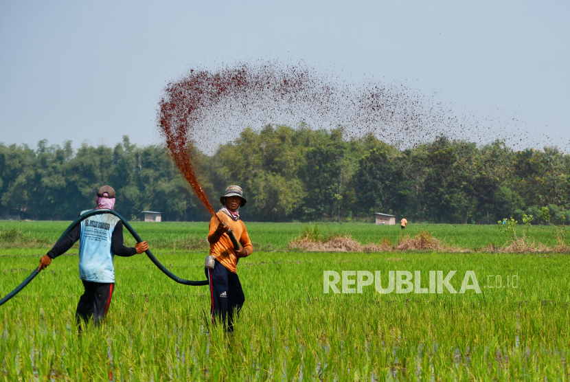 Pekerja menyemprotkan pupuk cair pada tanaman padi, (ilustrasi). Kementan memperkenalkan teknik biosaka agar petani mengurangi penggunaan pupuk kimia.