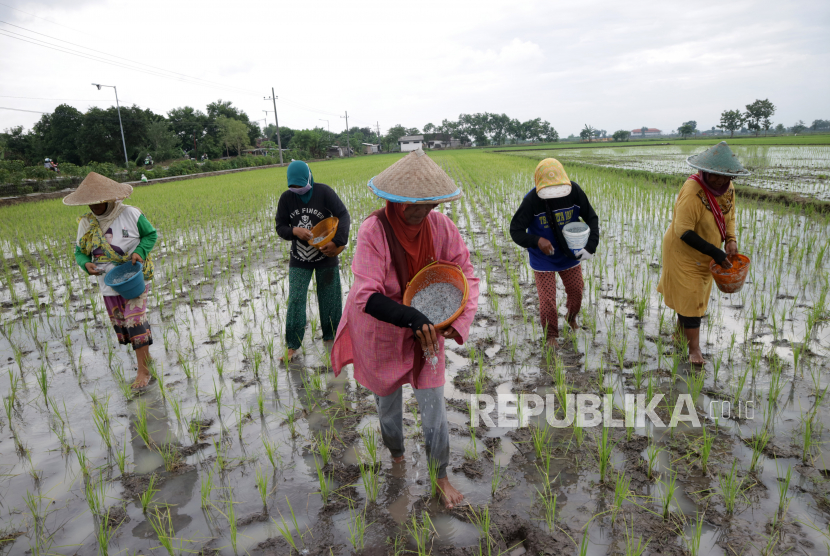 Kementerian Pertanian (Kementan) memberikan kuota pupuk urea bersubsidi kepada petani di Nusa Tenggara Barat (NTB) sebanyak 172.604 ton.