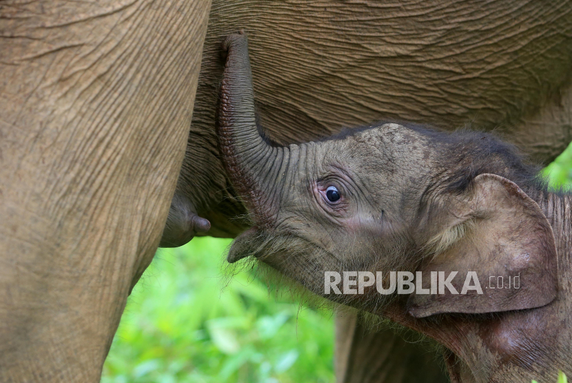 Seekor bayi gajah sumatera (Elephas maximus sumatrensis) berada di dekat kaki induknya di kawasan Conservation Response Unit (CRU) Desa Alue Kuyun, Woyla Timur, Aceh Barat, Aceh, Sabtu (23/9/2023). Bayi gajah betina yang lahir pada Rabu (20/9/2023) dengan berat 84 kg tersebut merupakan anak kedua hasil perkawinan induk gajah jinak bernama Suci (34) dengan gajah liar di kawasan itu. 