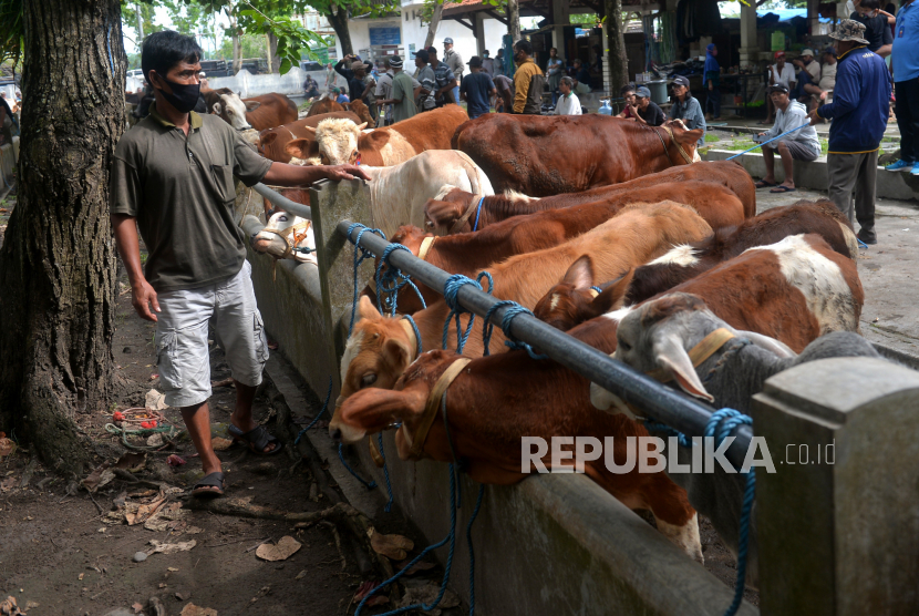 Pedagang mejual sapi di Pasar Hewan Ambarketawang, Sleman, Yogyakarta, Sabtu (21/5/2022). Pemeriksaan ini untuk antisipasi penyebaran penyakit mulut dan kuku (PMK) pada hewan ternak yang dijual. Selain itu, dinas terkait saat ini menghimbau pedagang untuk tidak membeli dan memasukkan hewan ternak dari luar Sleman.