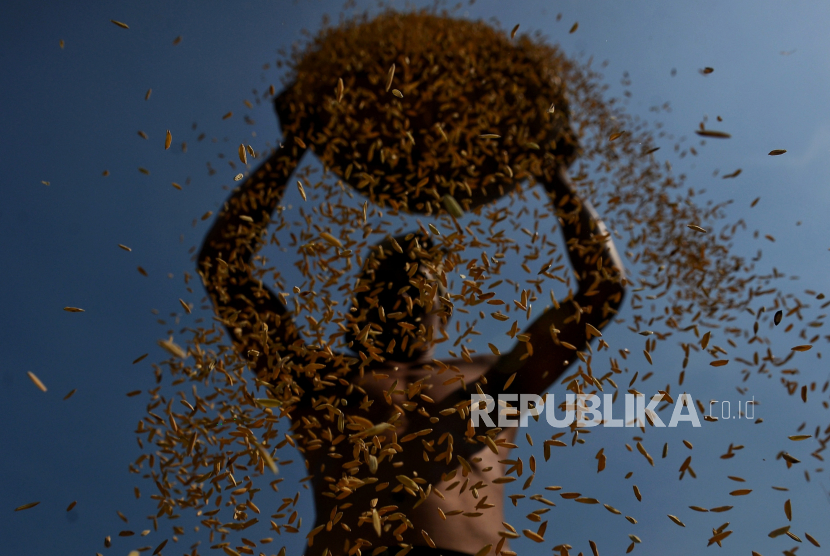 Petani memanen padi, (ilustrasi).  Pemerintah Provinsi Kalimantan Tengah melaksanakan program subsidi beras.