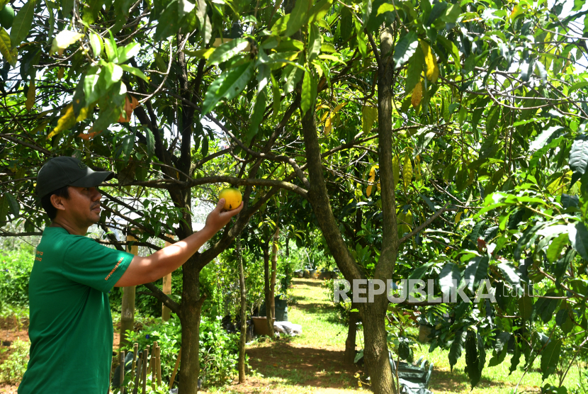 PT Pupuk Kalimantan Timur (Kaltim) berkomitmen mendorong dekarbonisasi. Salah satunya melalui gagasan Employee Volunteering Initiation Program dengan menanam 500 bibit pohon sekaligus pembukaan kebun buah di atas lahan seluas 1,5 hektare di area BTN Pupuk Kaltim. 