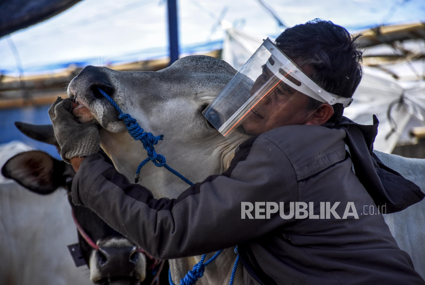 Sapi Qurban (ilustrasi)