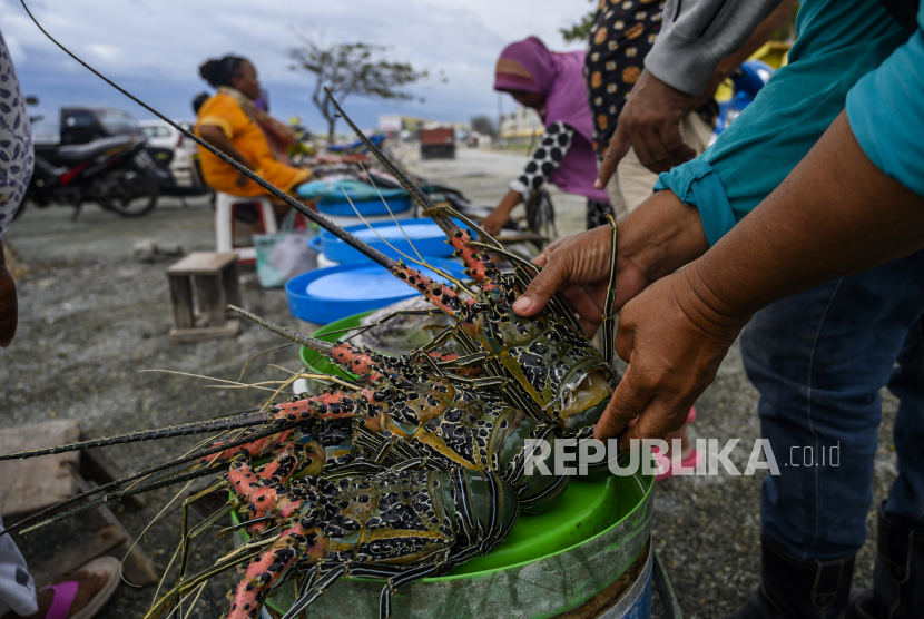 Pembeli memeriksa kondisi lobster (Nephropidae) yang dijual di pasar ikan di Palu, Sulawesi Tengah, Senin (6/4/2020). Kementerian Kelautan dan Perikanan sedang menyusun Strategi Budidaya Lobster Nasional karena berdasarkan Data Food and Agricultire Organization (FAO), selama periode 2010-2016 sekitar 96,91 persen produksi lobster Indonesia bersumber dari perikanan tangkap dan hanya 3,09 persen dari budidaya