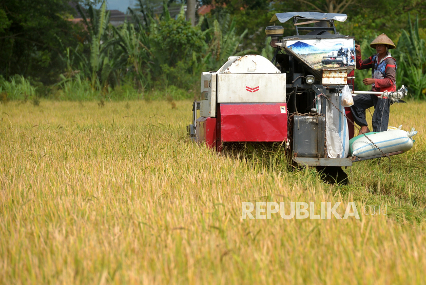 Pekerja menampung gabah hasil panen di Bantul, Yogyakarta, Senin (16/1/2023). Menteri Pertanian, Syahrul Yasin Limpo menyebut, selama periode Januari-Maret 2023 akan terdapat surplus beras sebanyak 3 juta ton. 