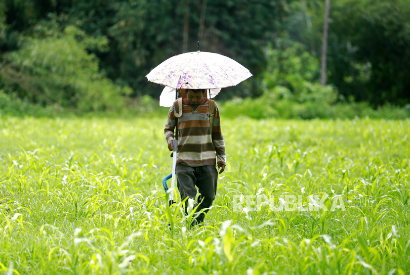 Seorang petani menabur pupuk ke tanaman jagung yang telah berumur 15 hari di Ulantha, Kabupaten Bone Bolango, Gorontalo, Selasa (26/1). Badan Pusat Statistik (BPS) mencatat angka nilai tukar petani (NTP) pada Januari 2021 naik tipis 0,01 persen menjadi 103,26. 