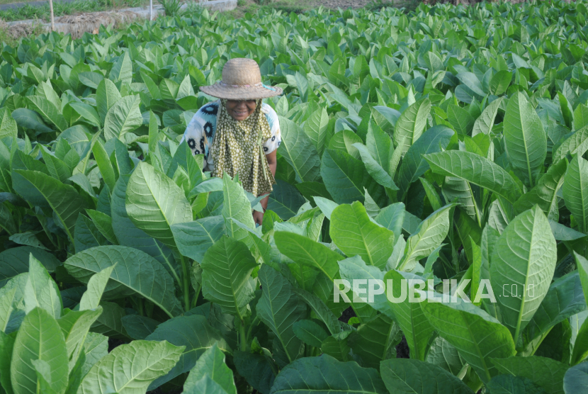 Petani memeriksa hama tanaman tembakau di Desa Dasok, Pamekasan, Jawa Timur, Rabu (2/6/2021). 