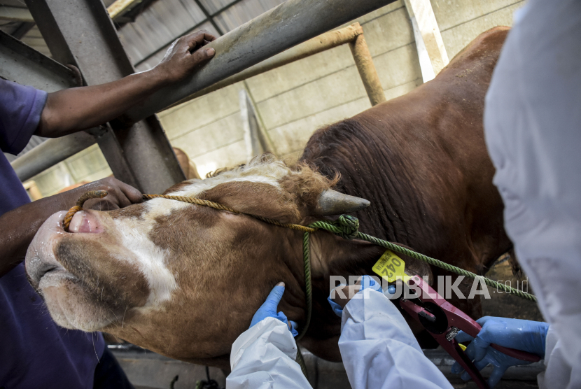 Petugas dari Dinas Ketahanan Pangan dan Pertanian (DKPP) Kota Bandung memasang eartag (penanda) untuk hewan ternak sapi yang telah disuntik vaksin penyakit mulut kuku (PMK) di Babakan Ciparay, Kota Bandung, Senin (27/6/2022). Komisi IV DPR mengkritik kinerja Kementerian Pertanian (Kementan) dalam pelaksanaan vaksinasi penyakit mulut dan kuku (PMK). 