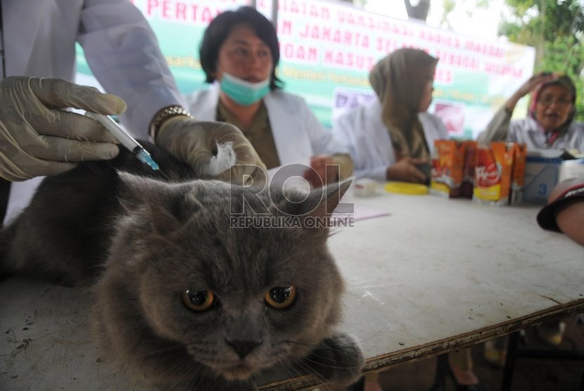  Petugas menyuntikkan vaksin Rabies kepada kucing peliharaan warga.   (Republika/Rakhmawaty La'lang)