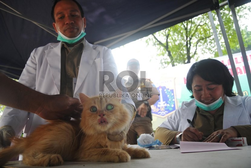Petugas menyuntikkan vaksin rabies kepada kucing peliharaan warga 