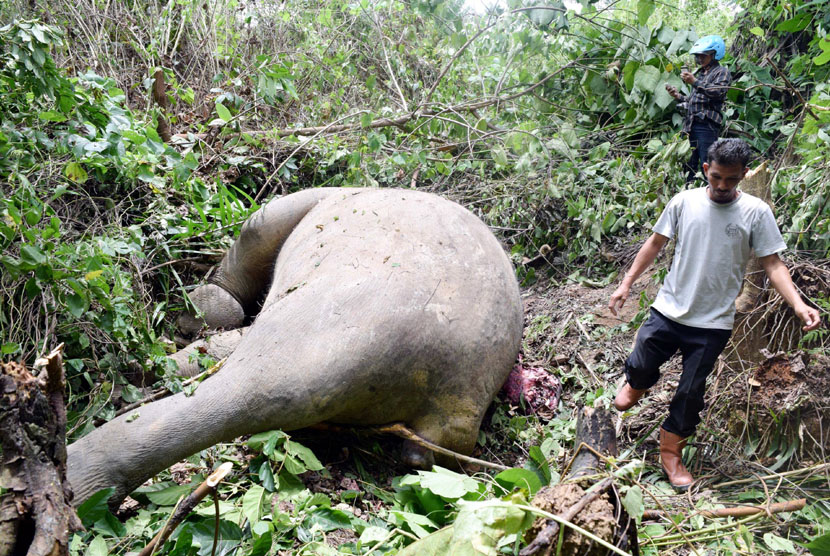  Warga menemukan Gajah Sumatera (Elephas Maximus Sumatranus) mati akibat dibunuh di kawasan pedalaman Desa Jambo Reuhat, Kecamatan Banda Alam, Provinsi Aceh, Ahad (7/9).  (Antara/Rahmad) 