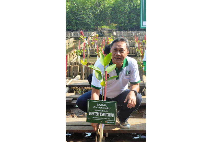   Menteri Kehutanan Zulkifli Hasan melakukan penanaman pohon Mangrove di Kawasan Mangrove Angke Kapuk, Jakarta utara, Ahad (14/09). (dok.Pushumas Kemenhut)