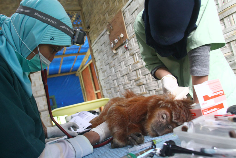  Seorang dokter hewan memeriksa kesehatan Lutung Jawa (Trachypitecus Auratus) di Javan  Langur Centre, Coban Talun, Malang, Jawa Timur, Senin (15/9). (Antara/Ari Bowo Sucipto)