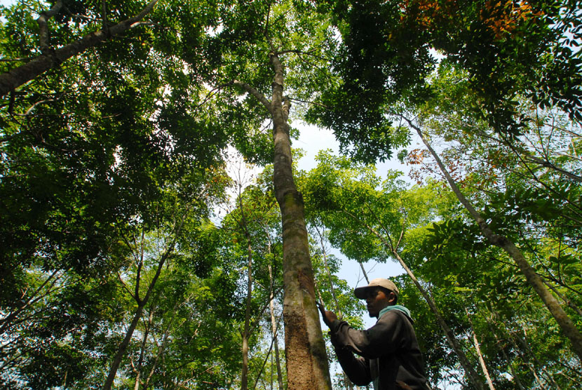    Buruh menyadap karet PT. Perkebunan Nusantara (PN), di Kampung Gunung Batu, Tasikmalaya, Jawa Barat, Senin (13/10).  (Antara/Adeng Bustomi)