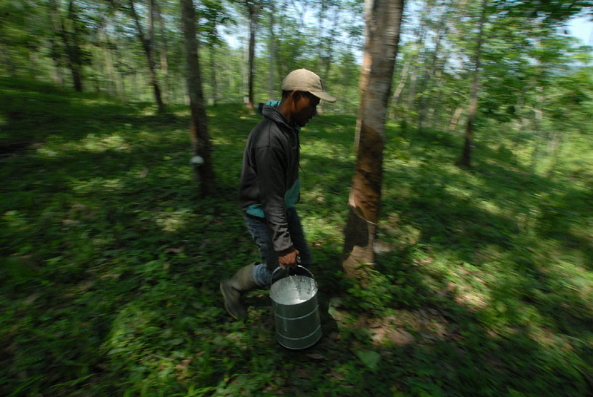   Buruh mengumpulkan hasil sadapan karet milik PT. Perkebunan Nusantara (PN), di Kampung Gunung Batu, Tasikmalaya, Jawa Barat, Senin (13/10). (Antara/Adeng Bustomi)