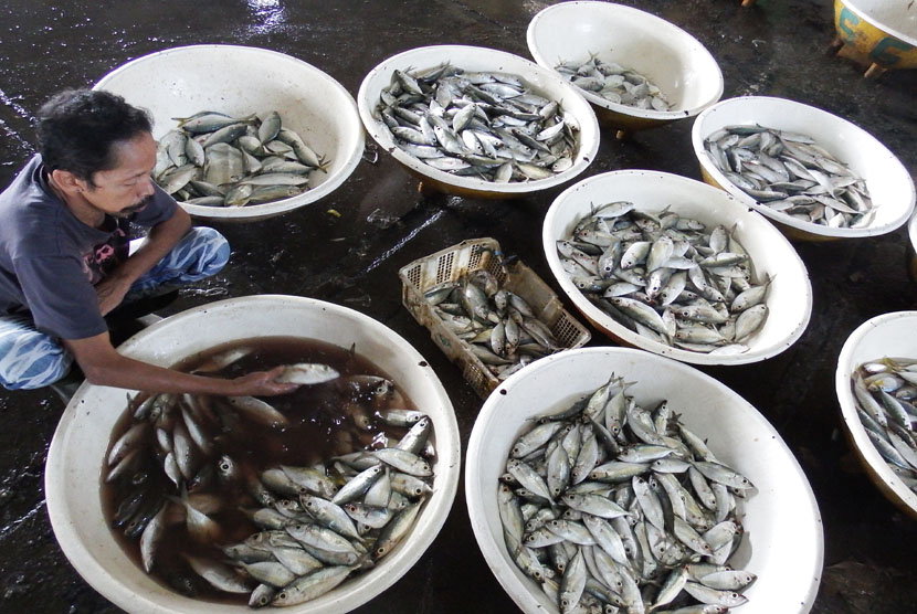  Seorang pedagang menyortir ikan yang dijual di sentra perikanan Pelabuhan Perikanan Muara Angke, Jakarta, Selasa (14/10).  (Antara/OJT/Michael Siahaan)