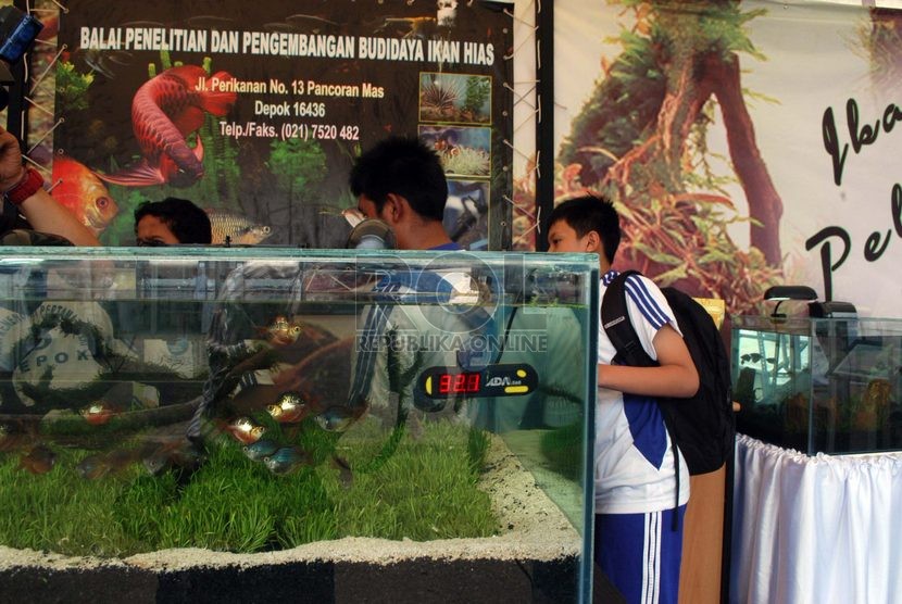 Sejumlah pelajar sedang menyaksikan beragam ikan hias yang dipamerkan pada REIKKA 2014 di Jalan Perikanan, Pancoran Mas, Depok, Jawa Barat, Kamis (6/11). (Republika/Rusdy Nurdiansyah)