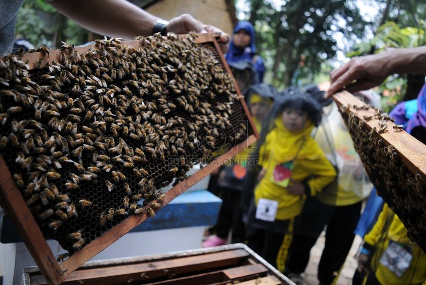  Sejumlah siswa TKIT Ibnu Mas'ud Depok mengamati sebuah sarang lebah saat melakukan Field Trip di Taman Wisata Lebah Madu Pramuka, Cibubur, Jakarta Timur, Kamis (13/11). (Republika/Rakhmawaty La'lang)