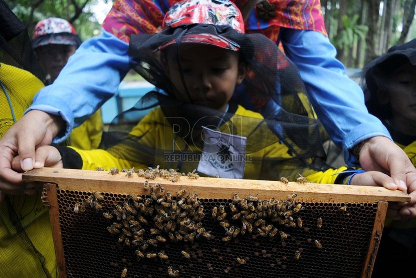 Wisata Lebah Madu Mengenalkan Manfaat Madu Pada Anak Tk