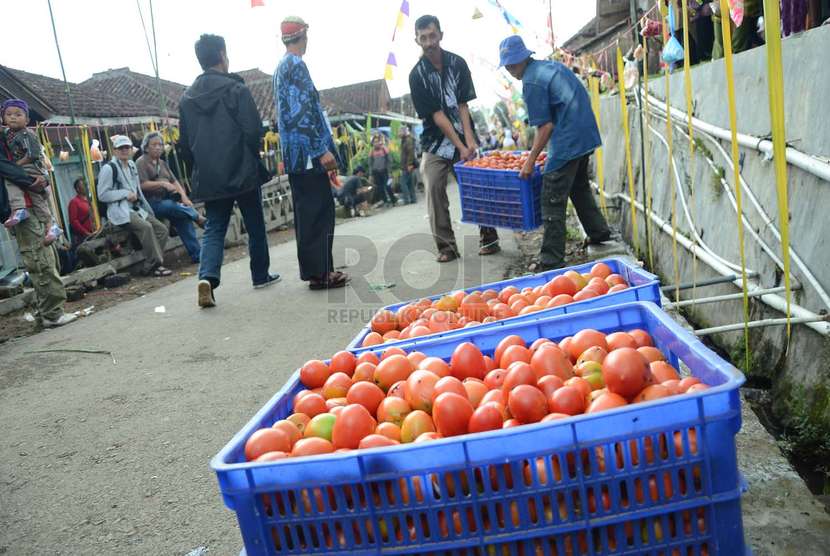  Persiapan tomat yang tidak layak jual atau busuk pada Hanjat Kampung dan Perang Tomat di Kampung Cikareumbi, Desa Cikidang, Kecamatan Lembang, Kabupaten Bandung Barat, Rabu (19/11).  (Republika/Edi Yusuf)