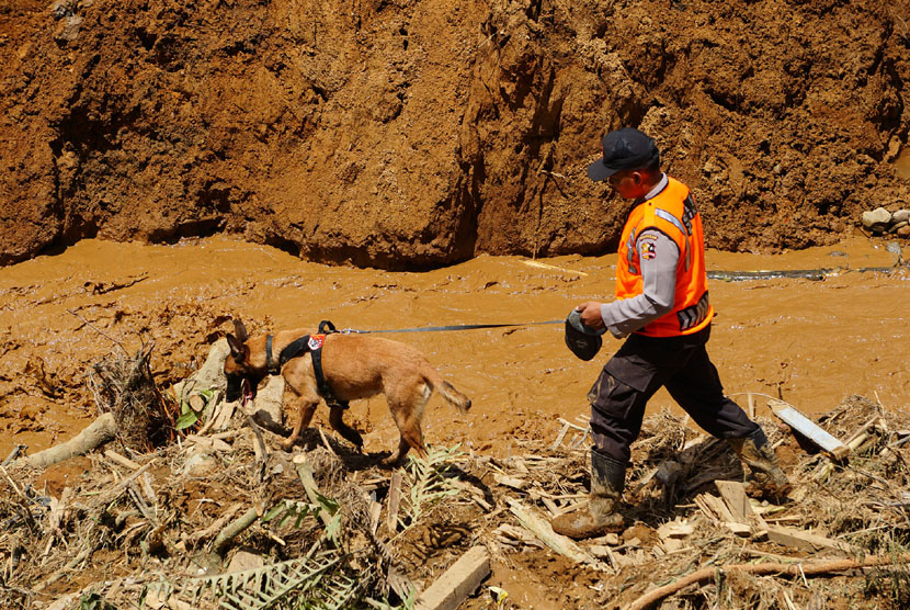  Seorang petugas penyelamat, menggunakan anjing pelacak, untuk mencari jenazah korban longsor di Dusun Jemblung, Desa Sampang, Kecamatan Karangkobar, Banjarnegara, Jateng, Senin (15/12). (Antara/Idhad Zakaria)