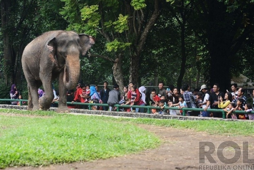   Sejumlah warga melihat Gajah Sumatera di Taman Marga Satwa Ragunan, Jakarta Selatan, Kamis (25/12). (Republika/Raisan Al Farisi)