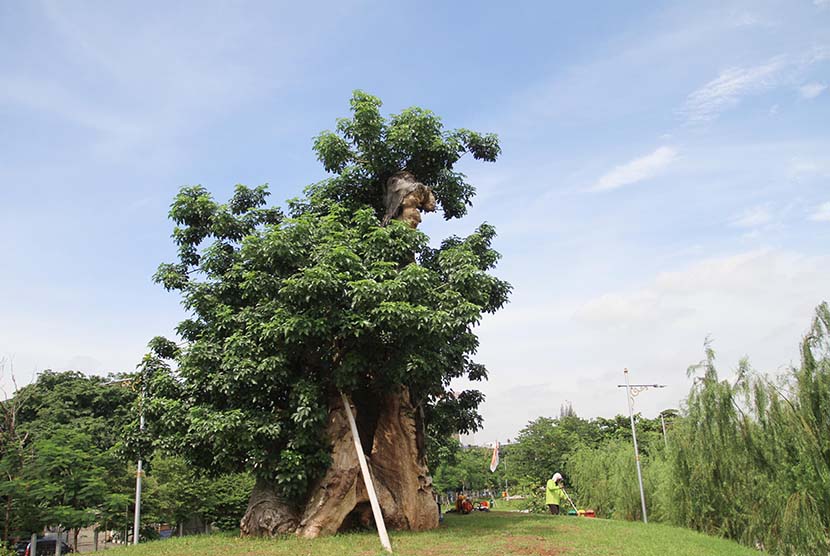 Petugas membersihkan sampah di samping pohon Baobab (Adansonia Digitata) yang merupakan tanaman khas Madagaskar di Taman Waduk Ria-rio, Pulogadung, Jakarta, Jumat (30/1).   (Antara/Akbar Nugroho Gumay)