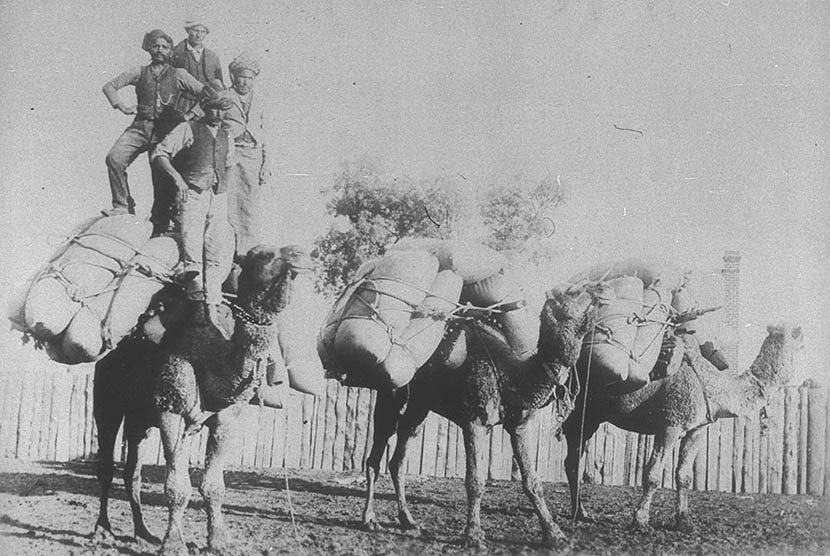  Unta membawa terigu yang dikendarai oleh penunggang unta dari Afghanistan di Queensland Barat. (foot : George Grill. Courtesy of the State Library of NSW) 