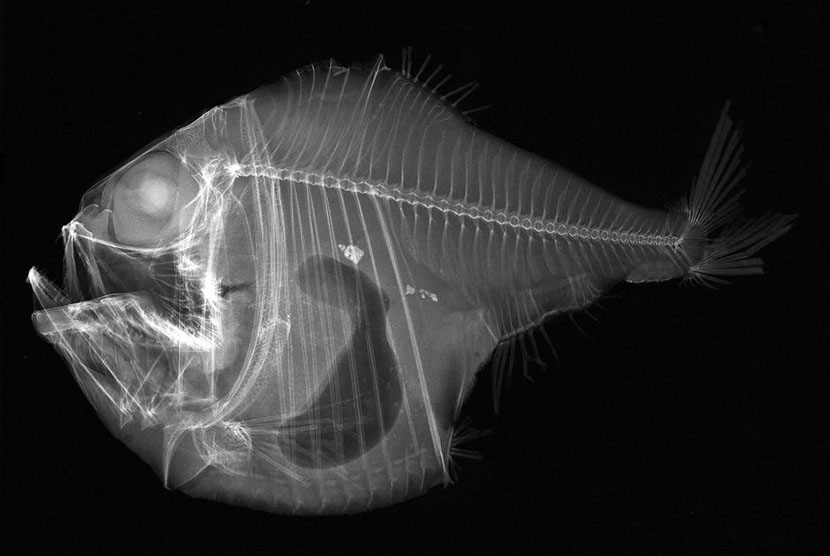 Ikan kapak tropis hidup di kegelapan laut yang dalam (Ilustrasi)
