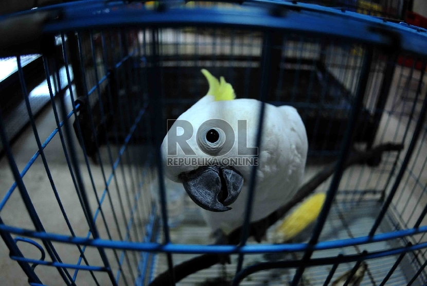 Burung Kakatua Jambul Kuning milik warga yang berada di Posko Save Kakatua Jambul Kuning di kantor Kementerian Lingkungan Hidup dan Kehutanan, Jakarta, Ahad (10/5). (Republika/Agung Supriyanto)