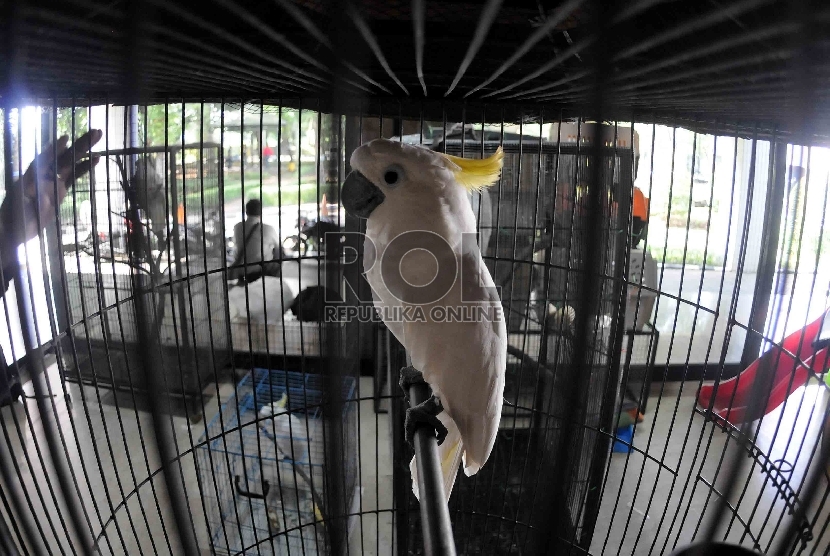 Burung Kakatua Jambul Kuning milik warga yang berada di Posko Save Kakatua Jambul Kuning di kantor Kementerian Lingkungan Hidup dan Kehutanan, Jakarta, Ahad (10/5). (Republika/Agung Supriyanto)