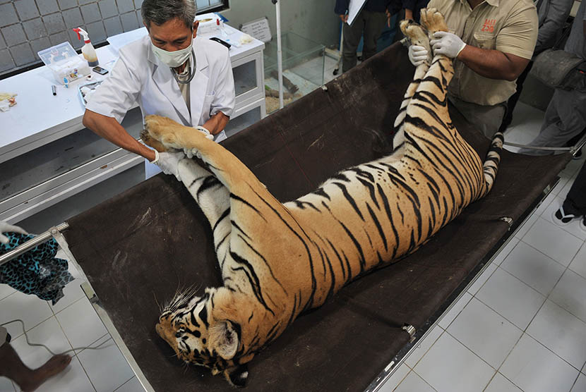 Dokter hewan dan petugas kebun binatang memeriksa seekor Harimau Benggala betina (Panthera Tigris Tigris) bernama Rinjani di Klinik Kesehatan Hewan Bali Zoo, Gianyar, Bali, Rabu (13/5). (Antara/Nyoman Budhiana)
