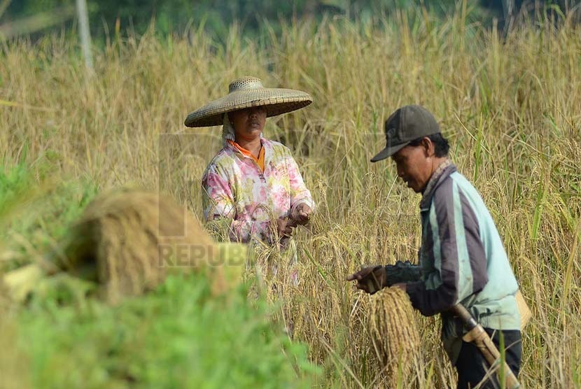   Penduduk kasepuhan Ciptagelar memanen padi menggunakan ani-ani pada  Perjalanan Budaya Kasepuhan Adat Ciptagelar dan Kampung Adat Ciptarasa 2015 di Kabupaten Sukabumi yang digelar Disparbud Jabar, Senin (18/5). (Republika/Edi Yusuf)