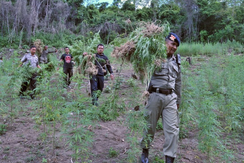   Anggota Polda Aceh mencabut tanaman ganja setinggi dua meter yang ditemukan di perbukitan Montasik, Kabupaten Aceh Besar, Aceh, Kamis (4/6).  (Antara/Ampelsa)